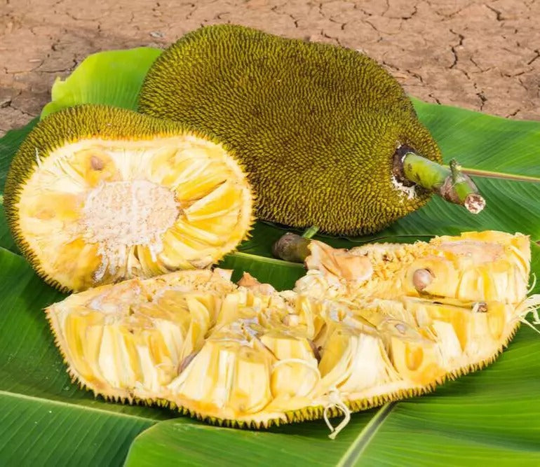 Jackfruit Seeds, World Largest Tropical Fruit, Fresh Viable Seeds