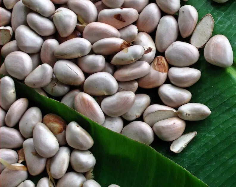 Jackfruit Seeds, World Largest Tropical Fruit, Fresh Viable Seeds