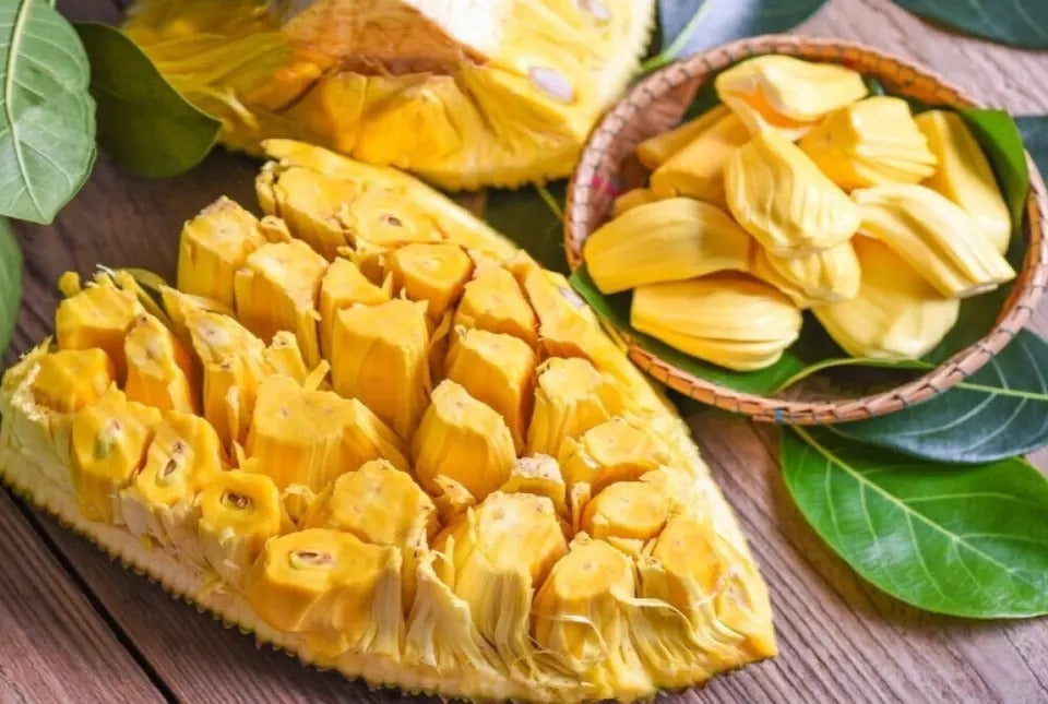 Jackfruit Seeds, World Largest Tropical Fruit, Fresh Viable Seeds