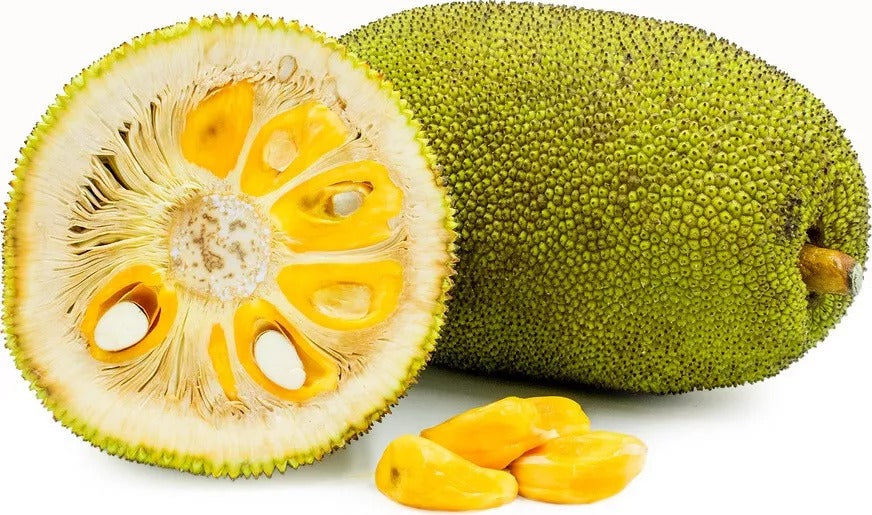 Jackfruit Seeds, World Largest Tropical Fruit, Fresh Viable Seeds