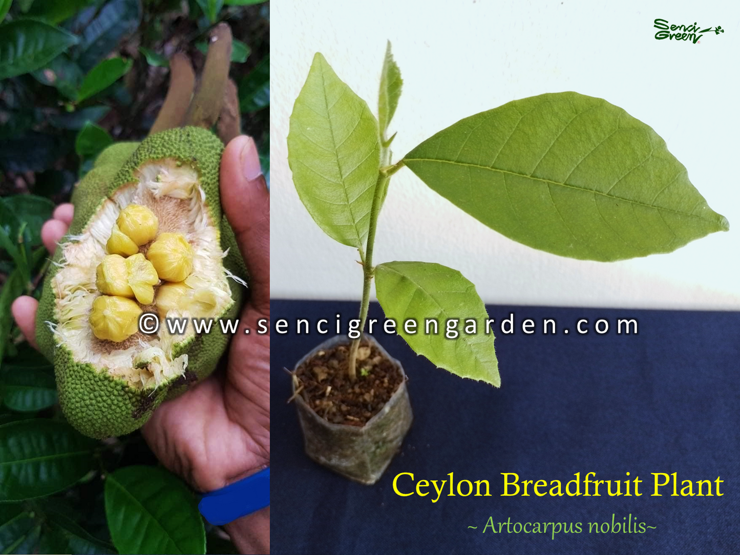 Ceylon Breadfruit plant (Artocarpus nobilis) x1 plant