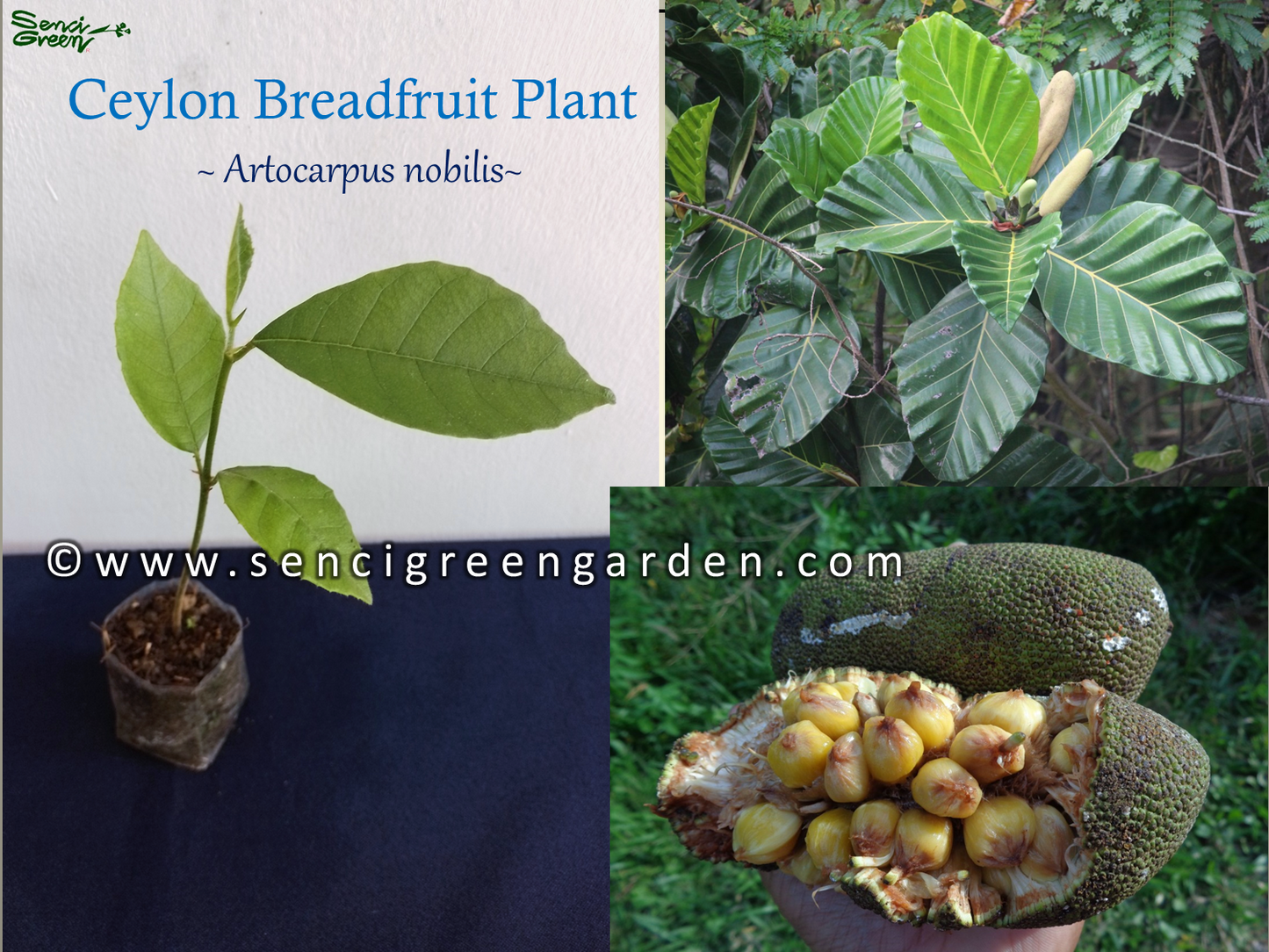 Ceylon Breadfruit plant (Artocarpus nobilis) x1 plant