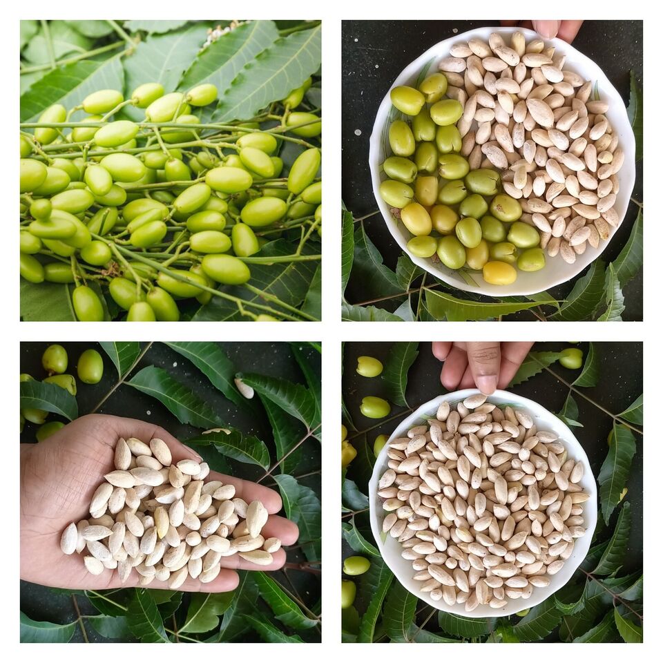 Neem Tree Seeds (Azadirachta Indica) Fresh Herbal