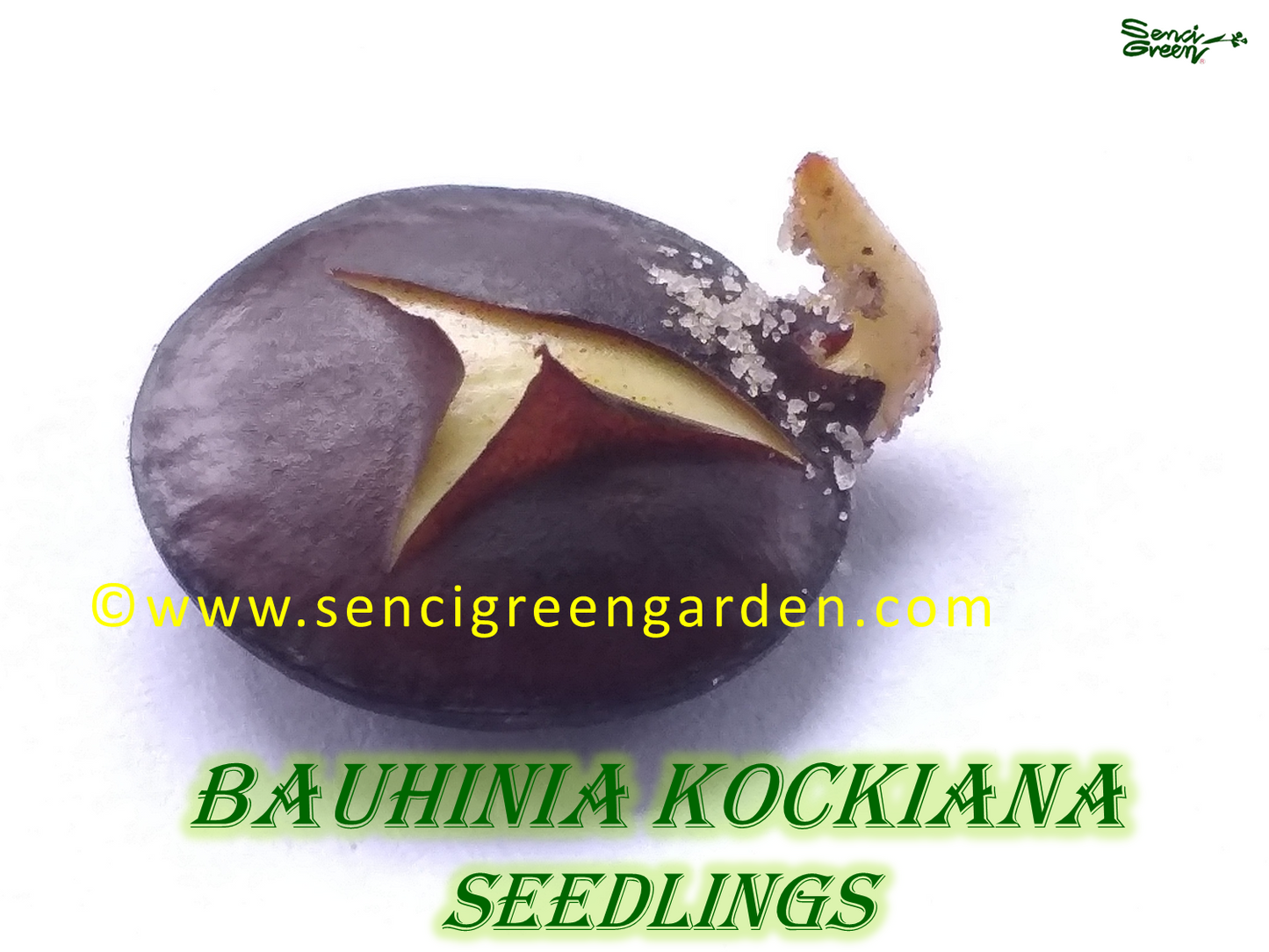Bauhinia kockiana seedlings