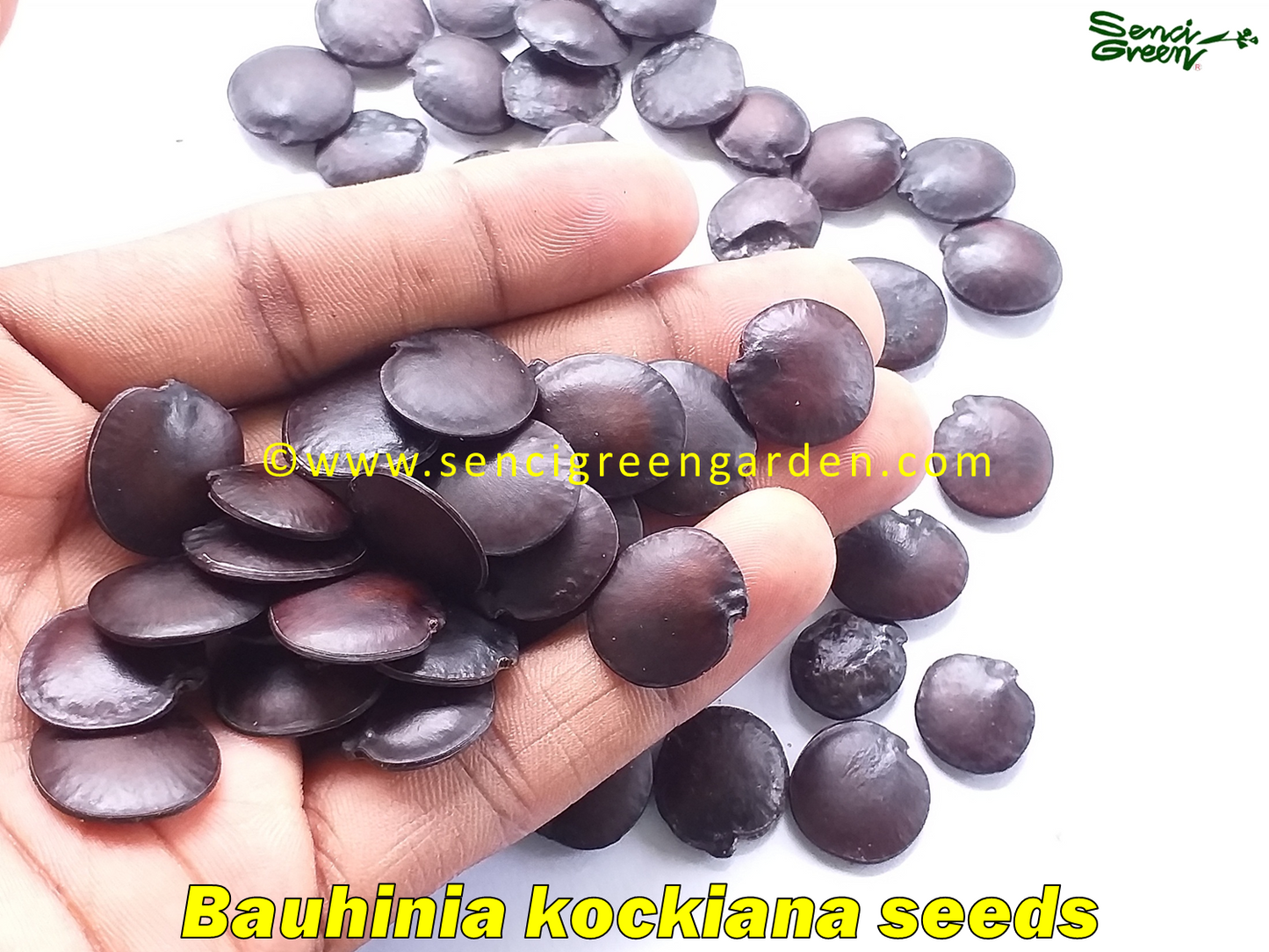 Bauhinia kockiana seeds