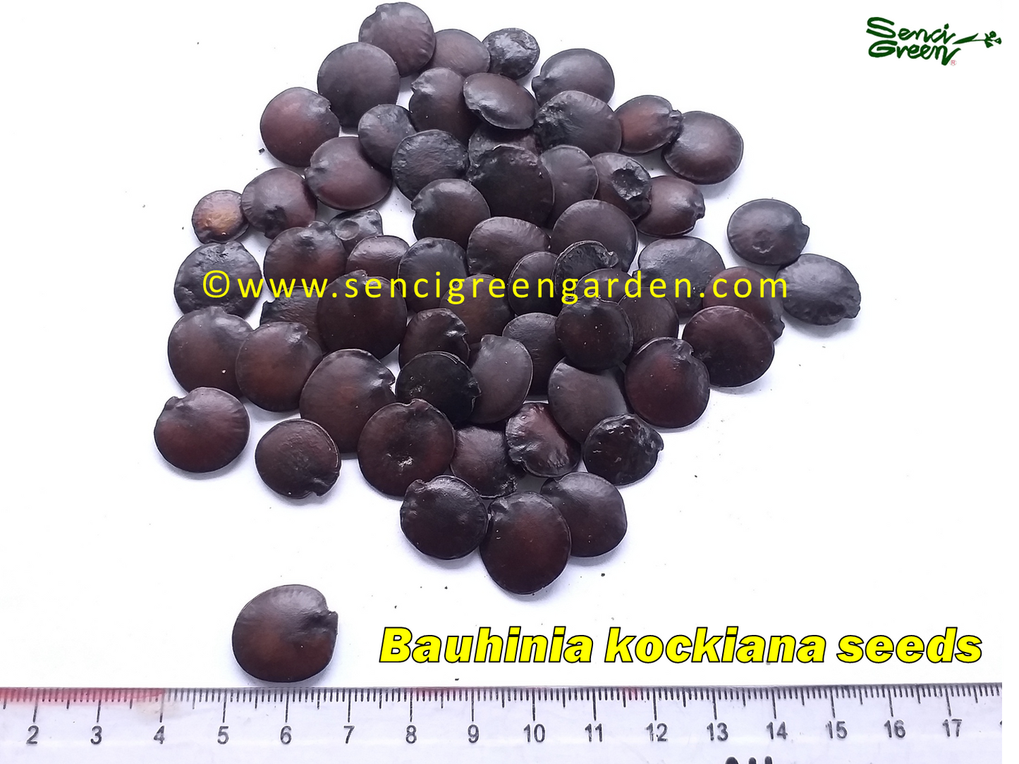 Bauhinia kockiana seeds