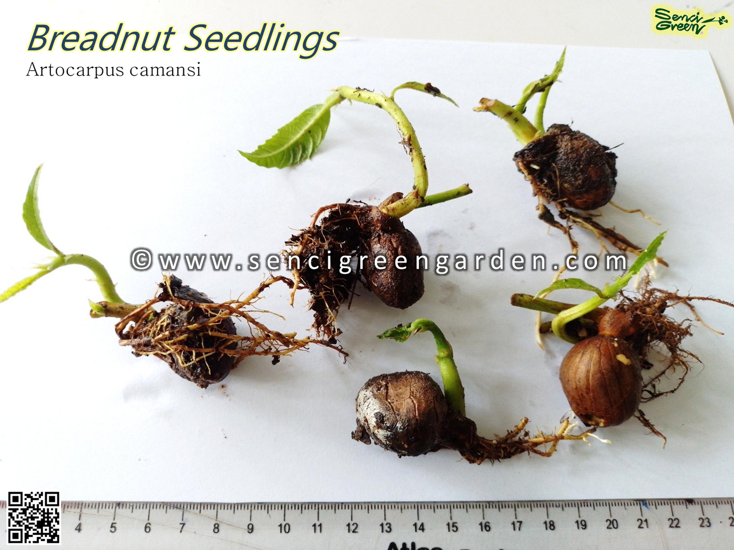 Artocarpus camansi Blanco seedlings