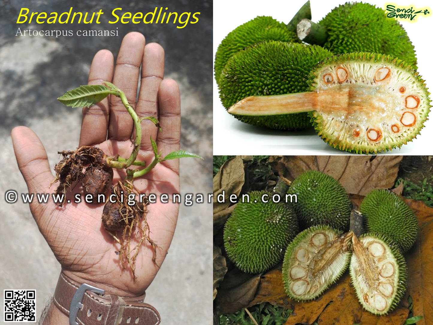 Artocarpus camansi Blanco seedlings