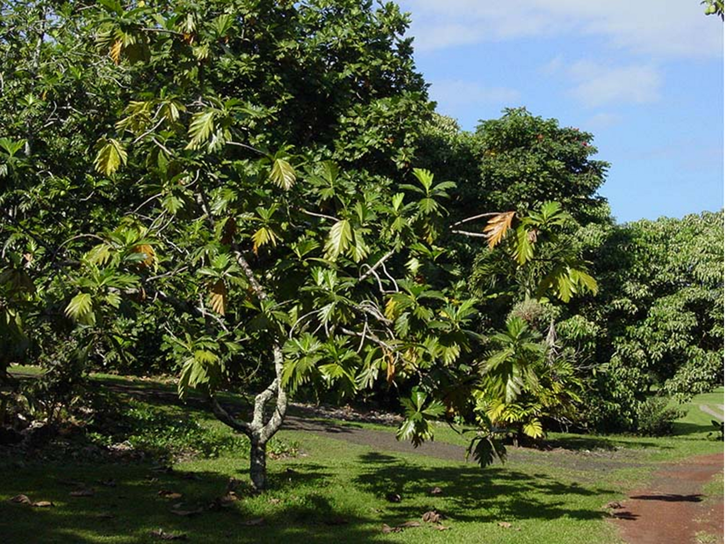 Artocarpus camansi Blanco