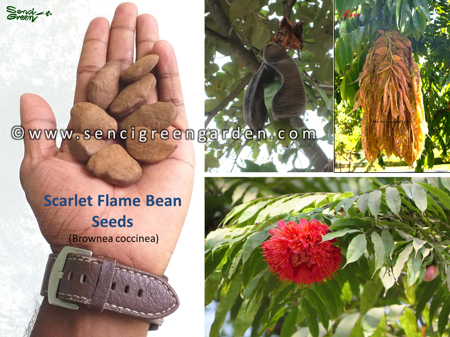 Scarlet Flame Bean Seeds (Brownea coccinea)