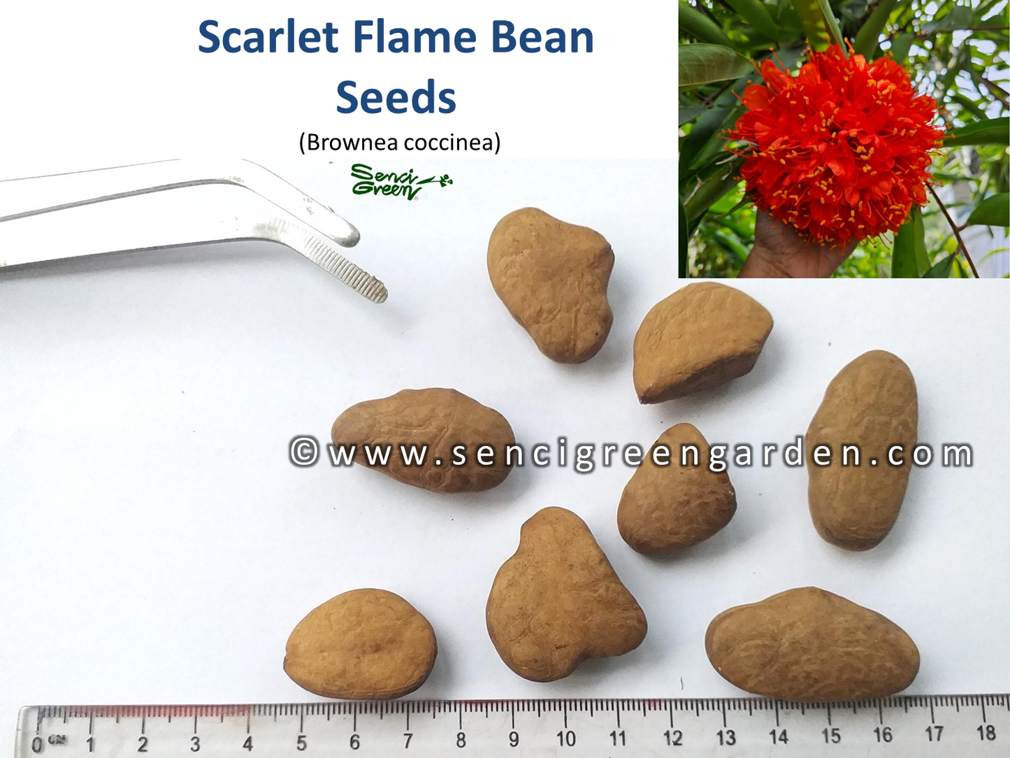 Scarlet Flame Bean Seeds (Brownea coccinea)