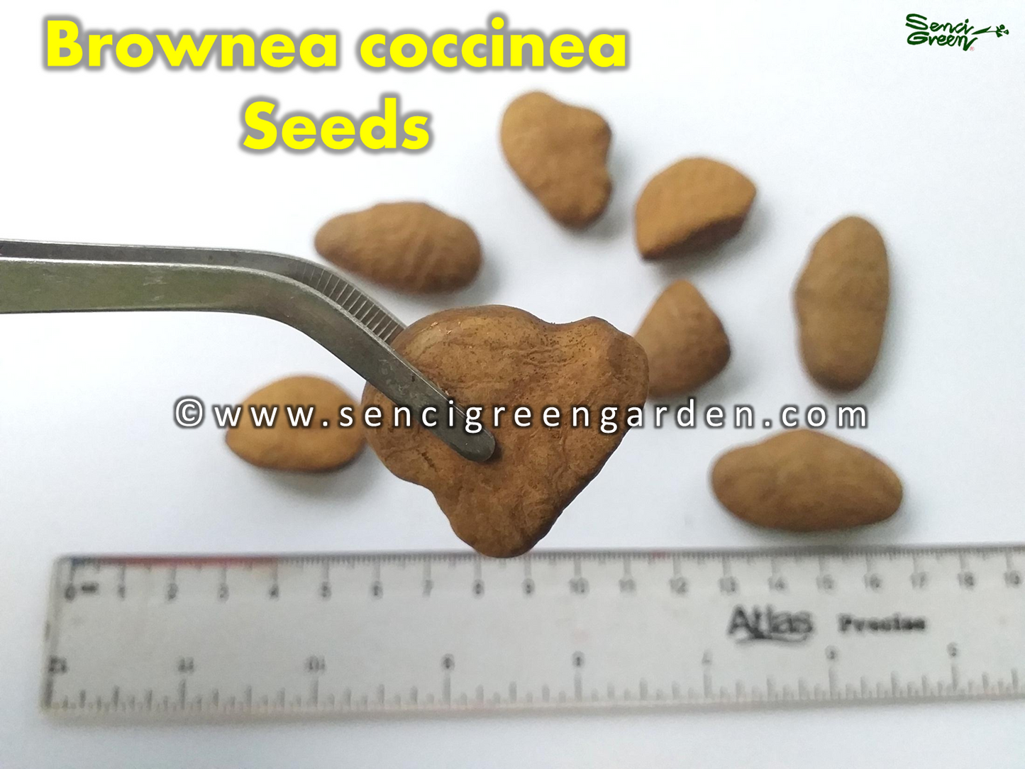 Scarlet Flame Bean Seeds (Brownea coccinea)