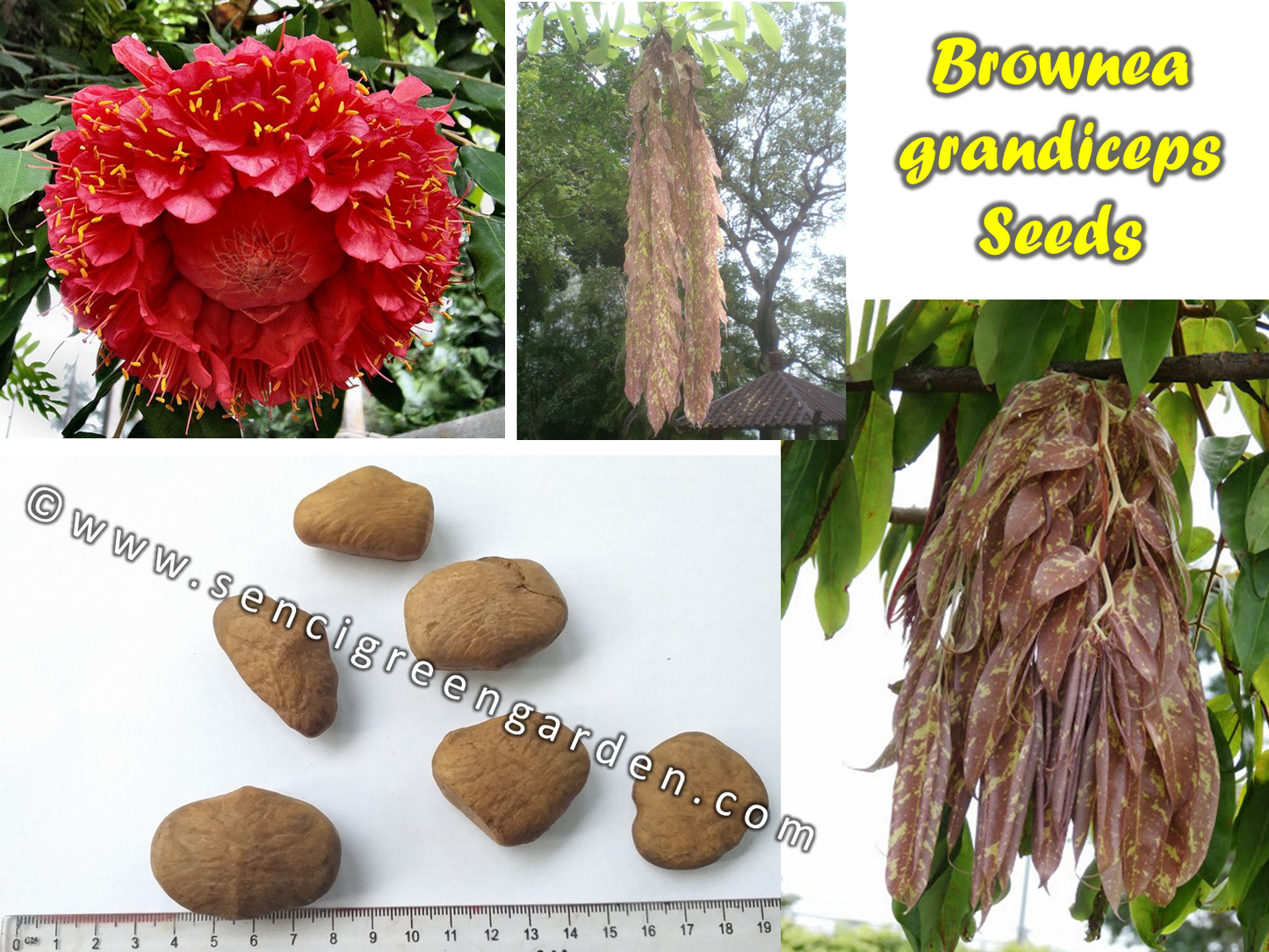 Rose of Venezuela Seeds (Brownea grandiceps)