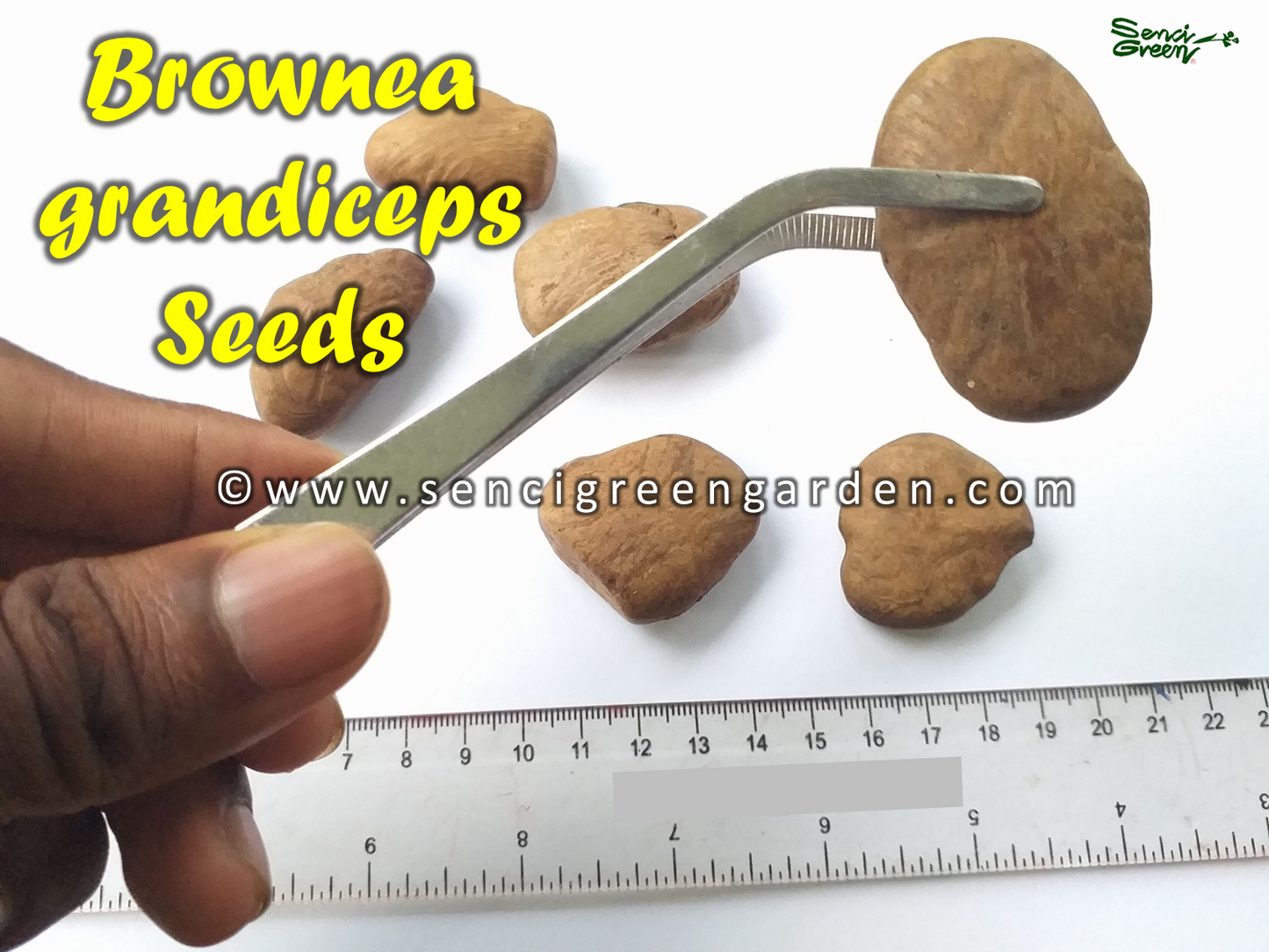 Rose of Venezuela Seeds (Brownea grandiceps)