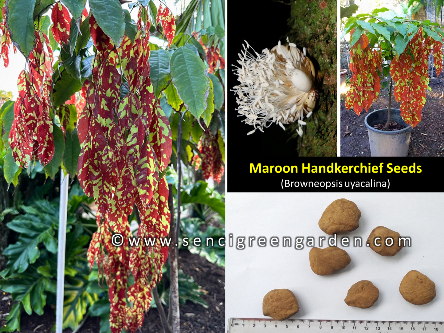 Maroon Handkerchief Tree Seeds – Browneopsis ucayalina – Rare Exotic Species – x5 Seeds