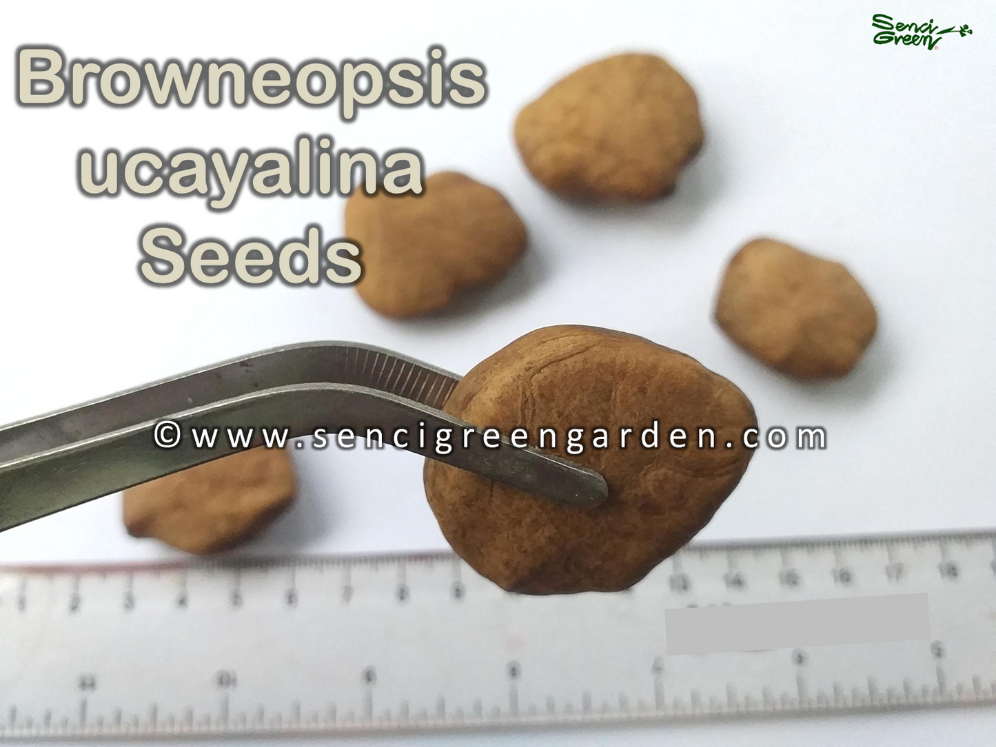 Maroon Handkerchief Tree Seeds – Browneopsis ucayalina – Rare Exotic Species – x5 Seeds