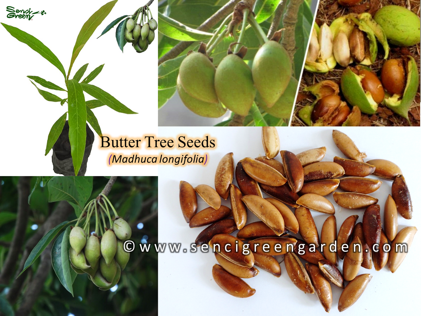 Butter Tree Seeds (Madhuca longifolia) 10 seeds