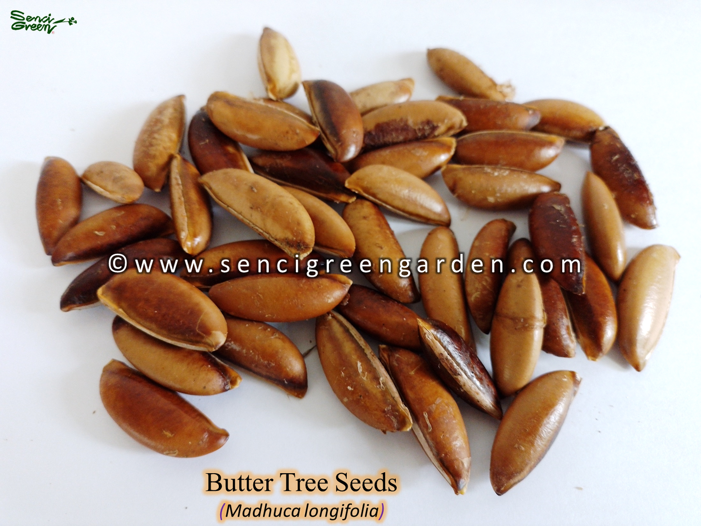 Butter Tree Seeds (Madhuca longifolia) 10 seeds