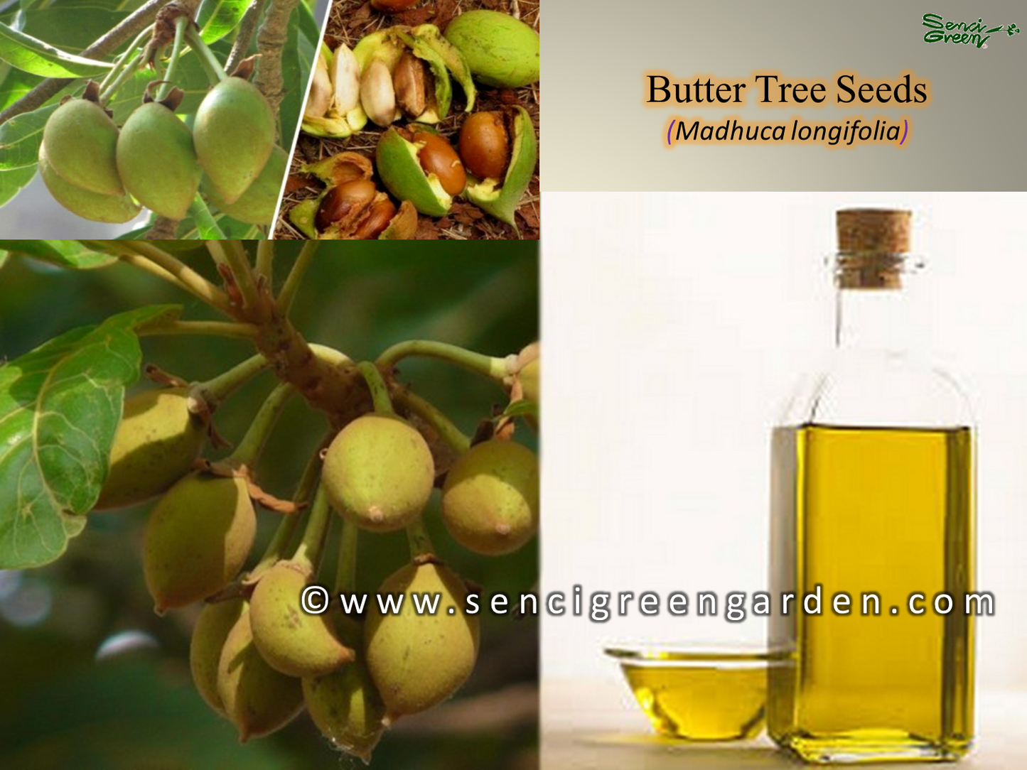 Butter Tree Seeds (Madhuca longifolia) 10 seeds