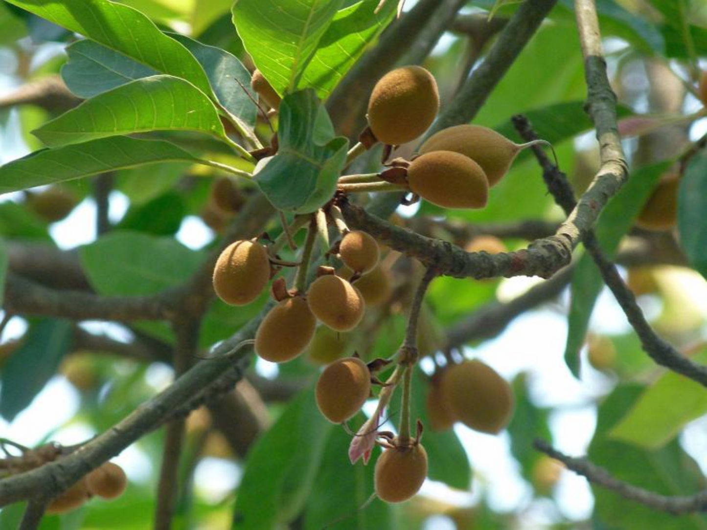 Butter Tree Seeds (Madhuca longifolia) 10 seeds