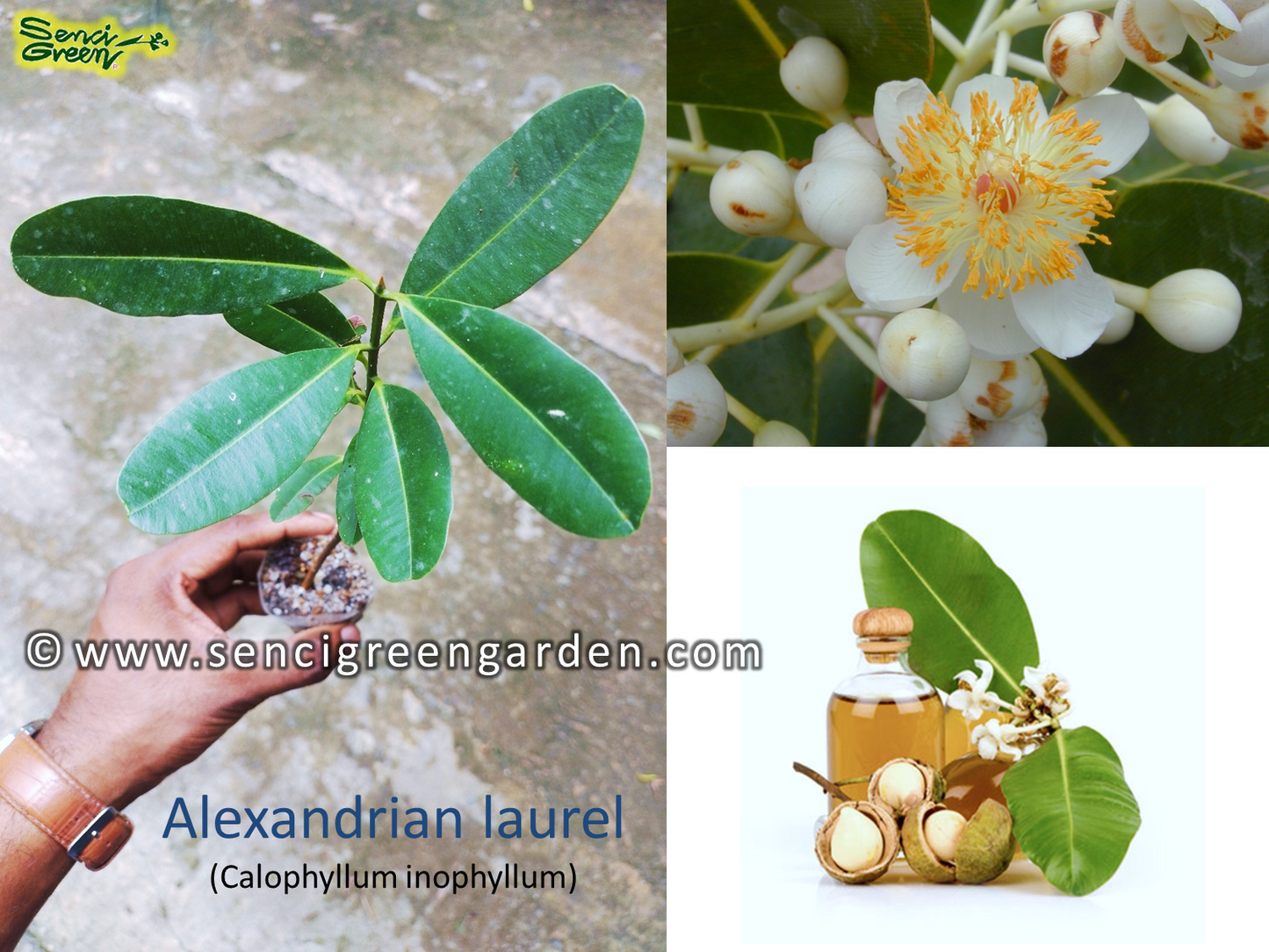 Calophyllum inophyllum plant