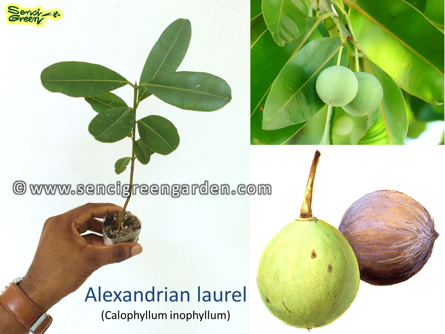 Calophyllum inophyllum plant