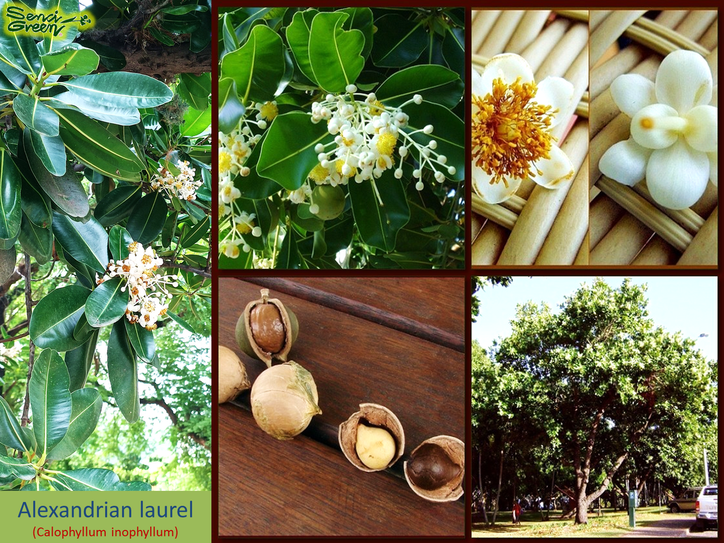 Calophyllum inophyllum plant