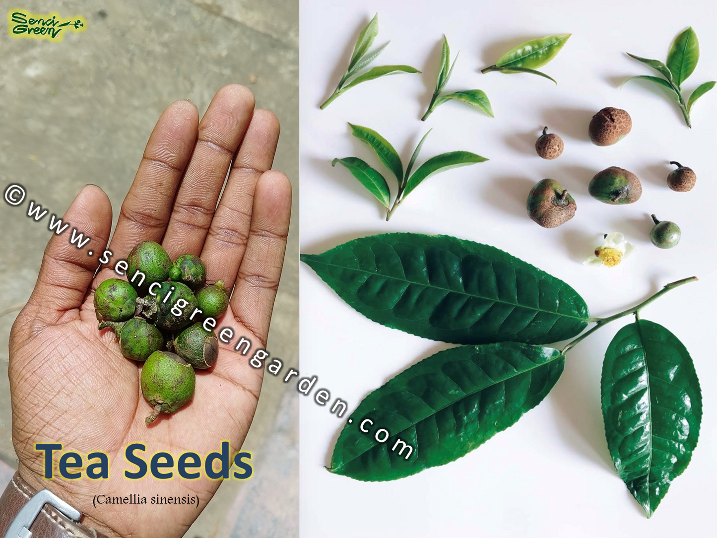 Tea Seeds (Camellia sinensis)