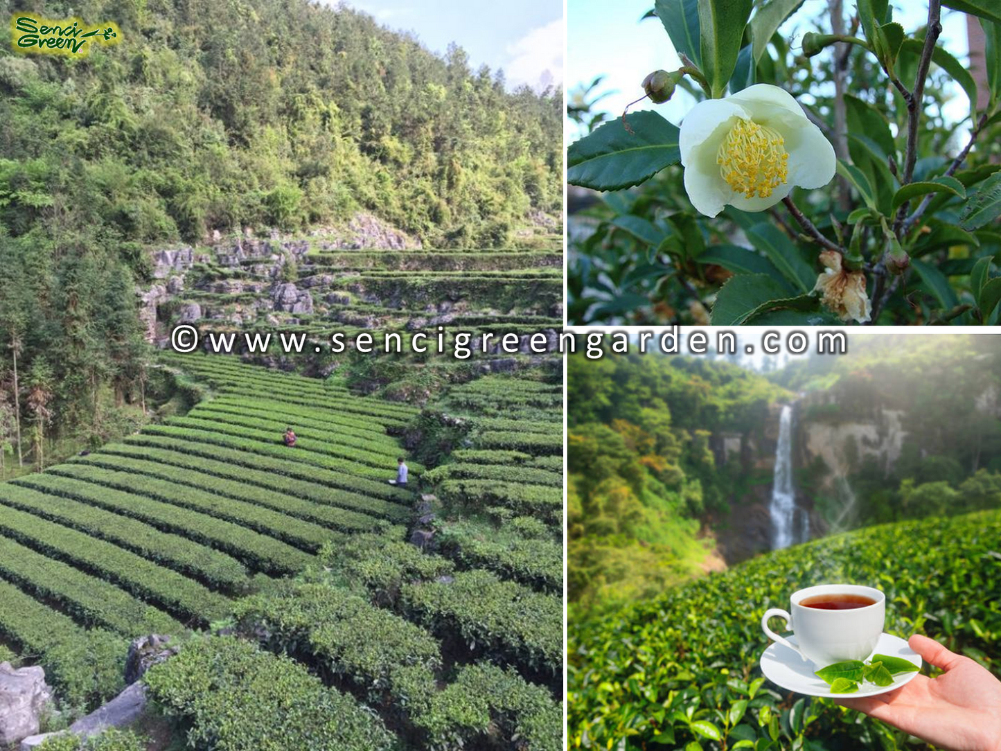 Tea Seeds (Camellia sinensis)
