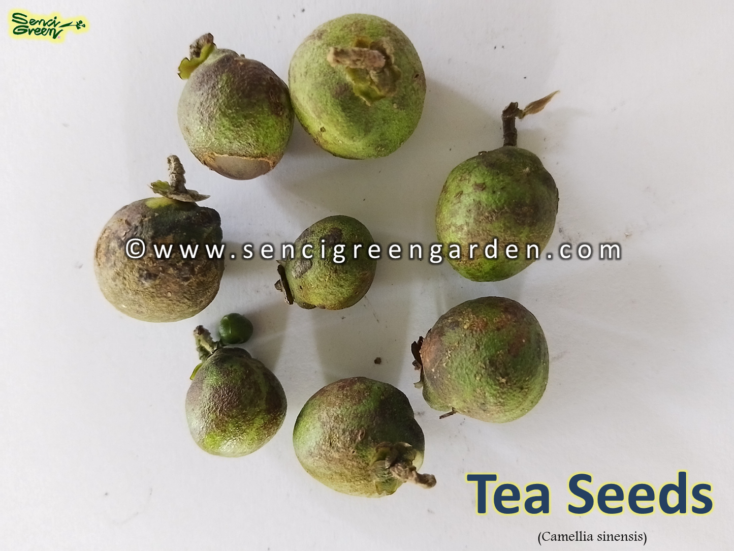 Tea Seeds (Camellia sinensis)