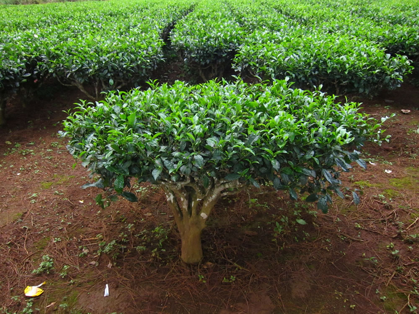 ceylon tea cultivation (Camellia sinensis)