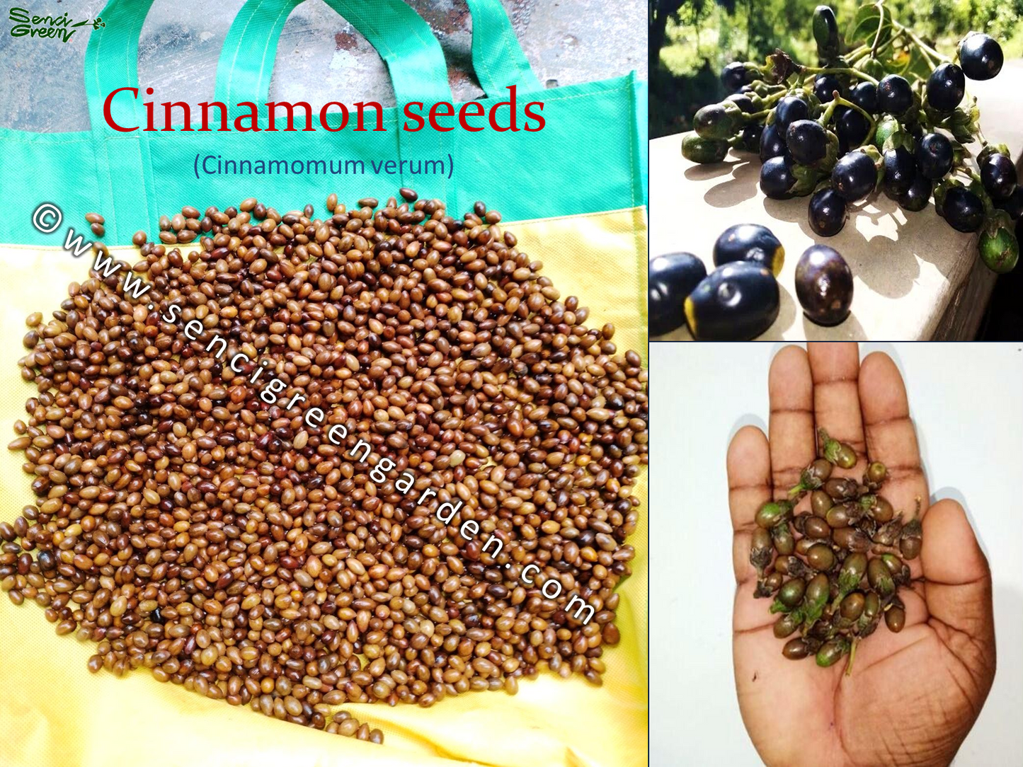 cinnamon seeds