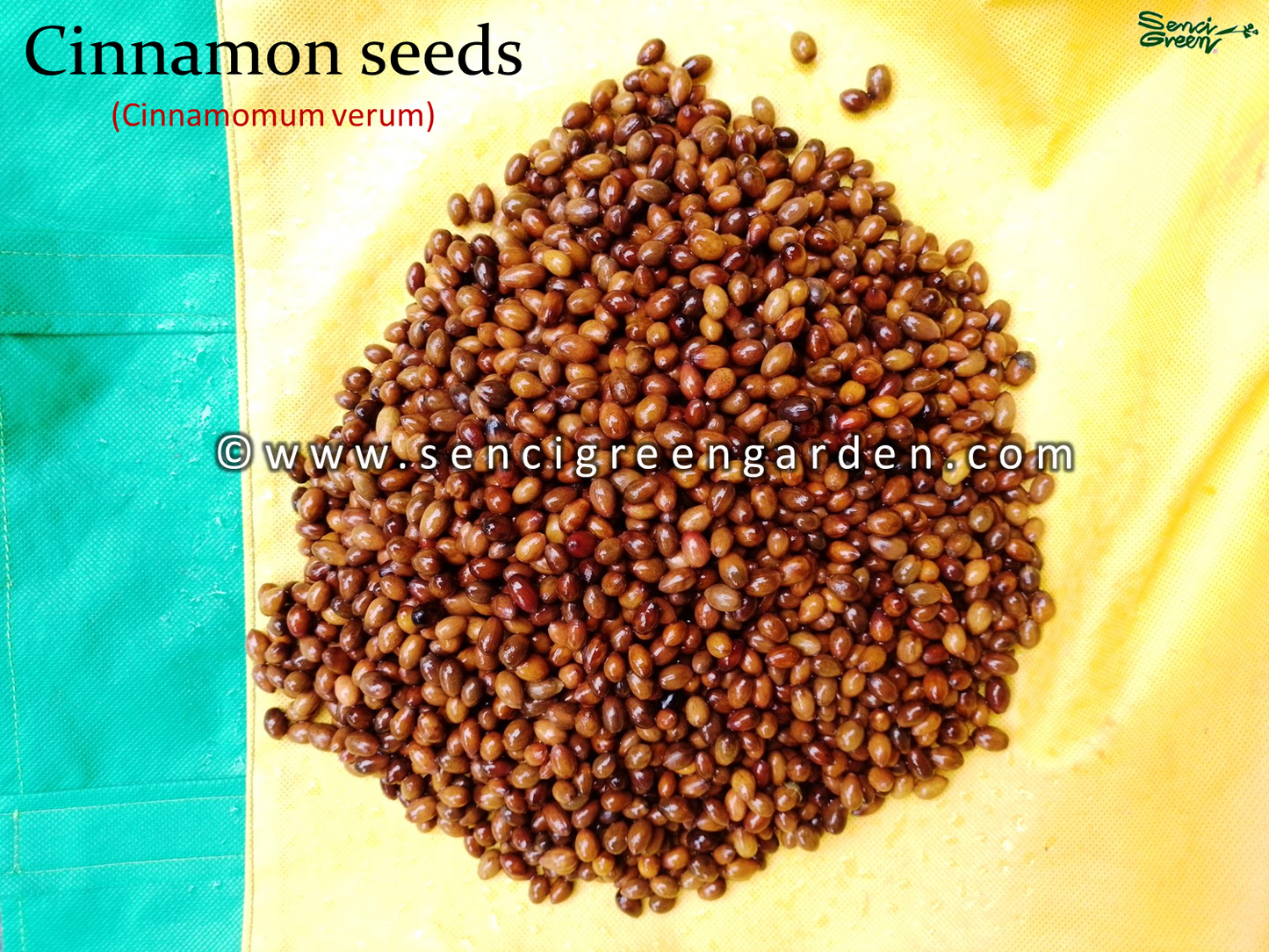 Cinnamomum zeylanicum seeds