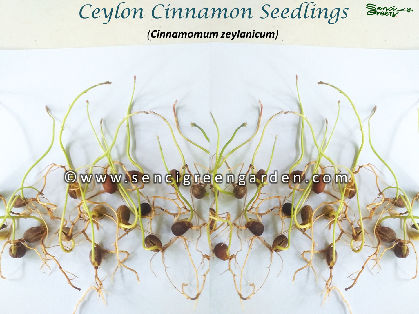 Ceylon Cinnamon Seedlings