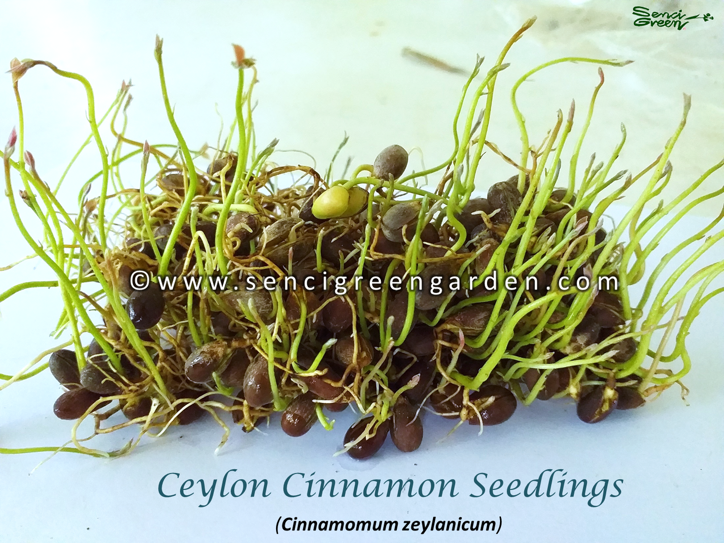 Ceylon Cinnamon Seedlings