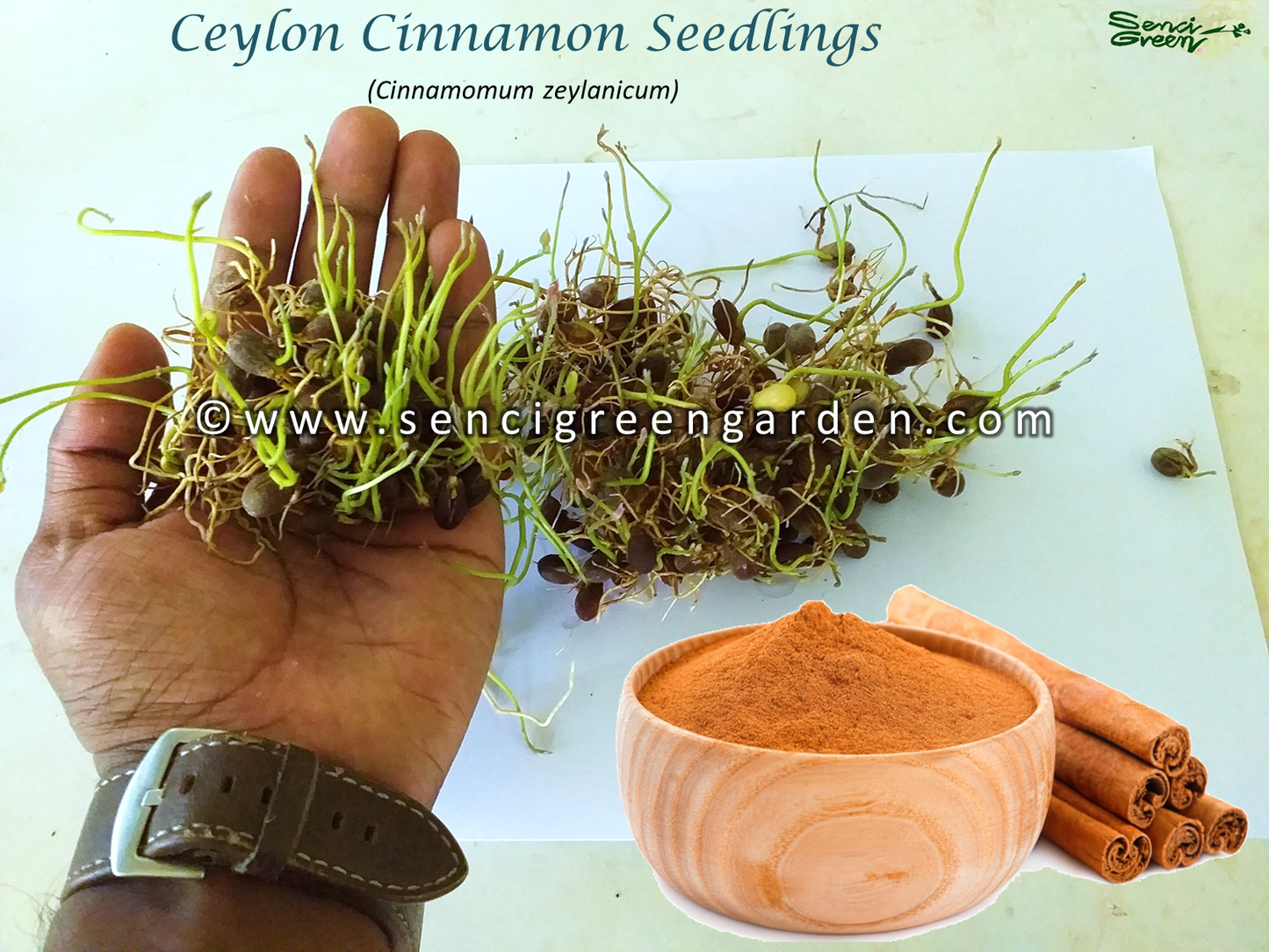 Ceylon Cinnamon Seedlings