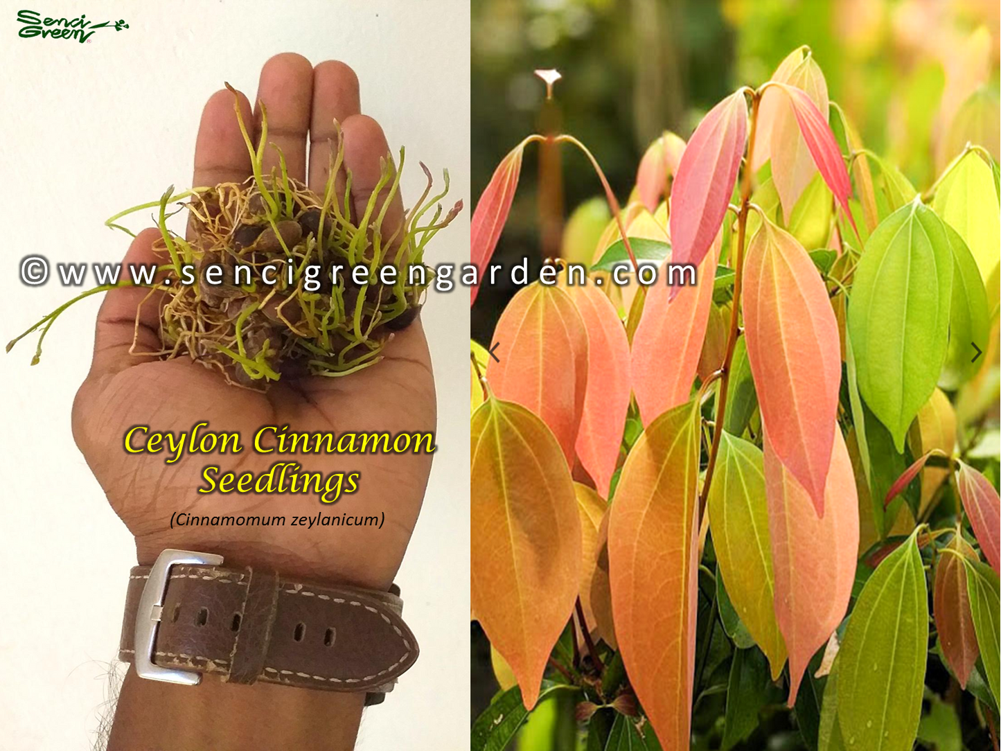 Ceylon Cinnamon Seedlings