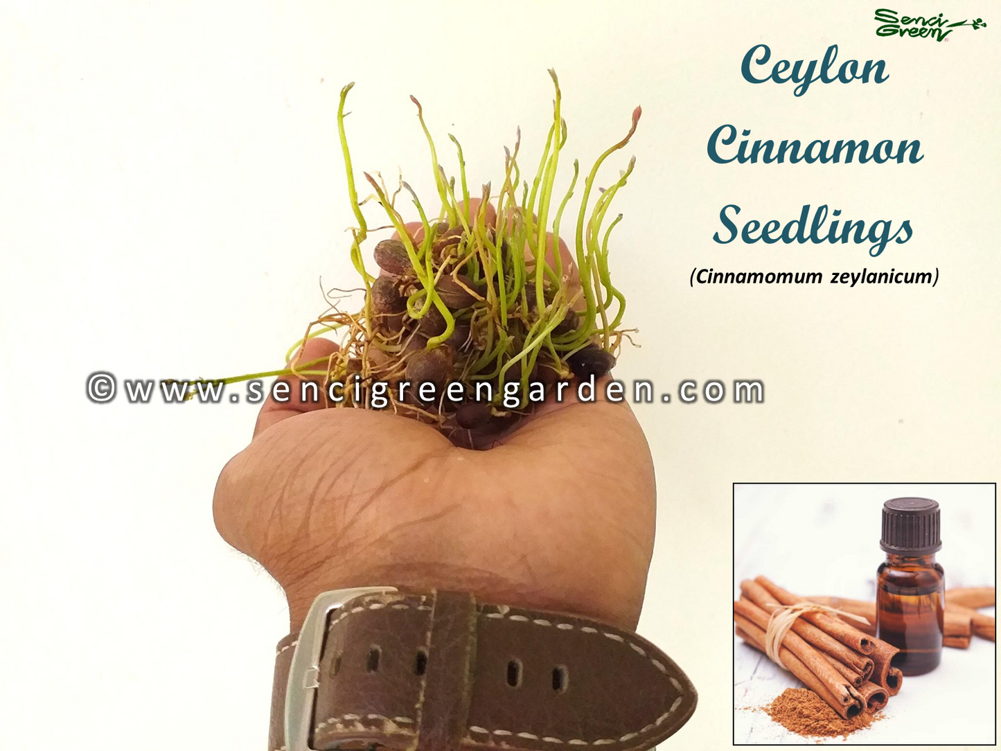 Ceylon Cinnamon Seedlings (Cinnamomum zeylanicum)