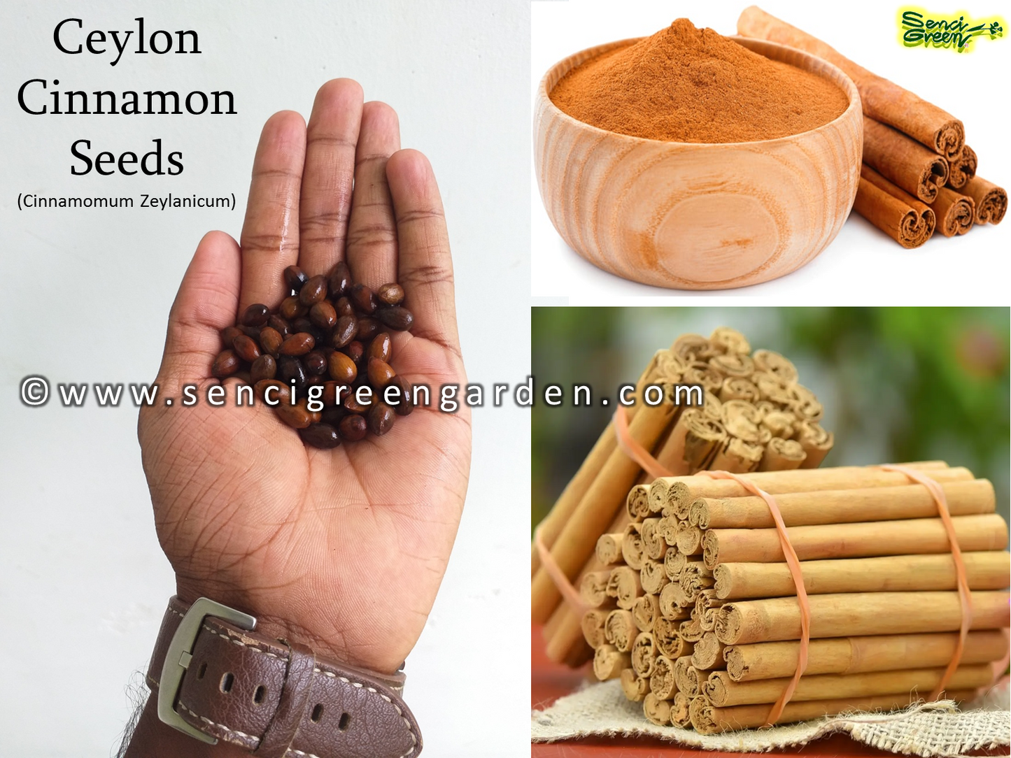 Cinnamomum zeylanicum seeds