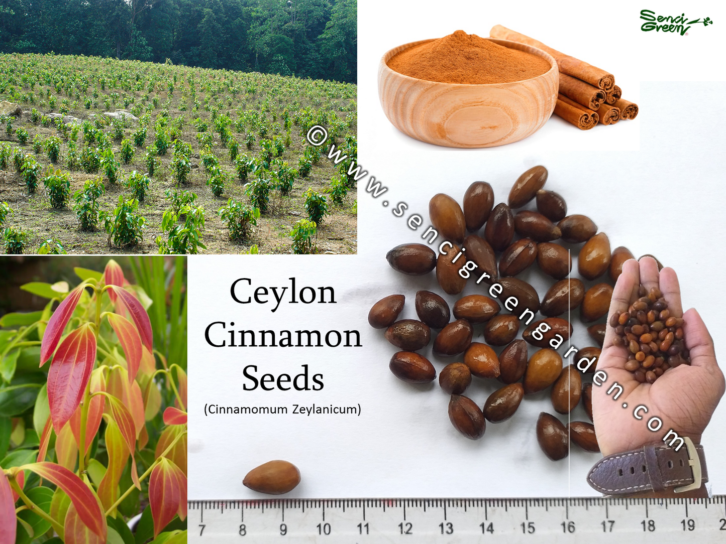 Cinnamomum zeylanicum seeds