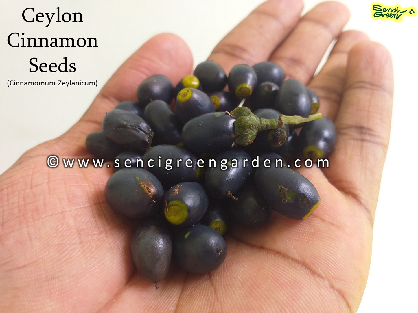 Ceylon cinnamon seeds, Cinnamomum zeylanicum fresh and organic seeds