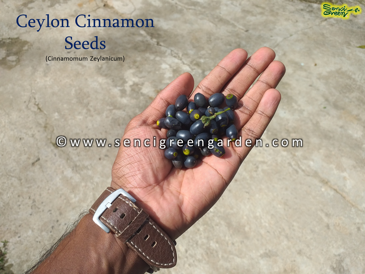 Cinnamomum zeylanicum seeds