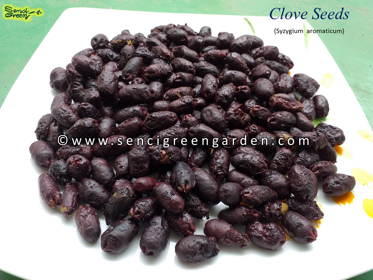 Clove Seeds (Syzygium aromaticum)