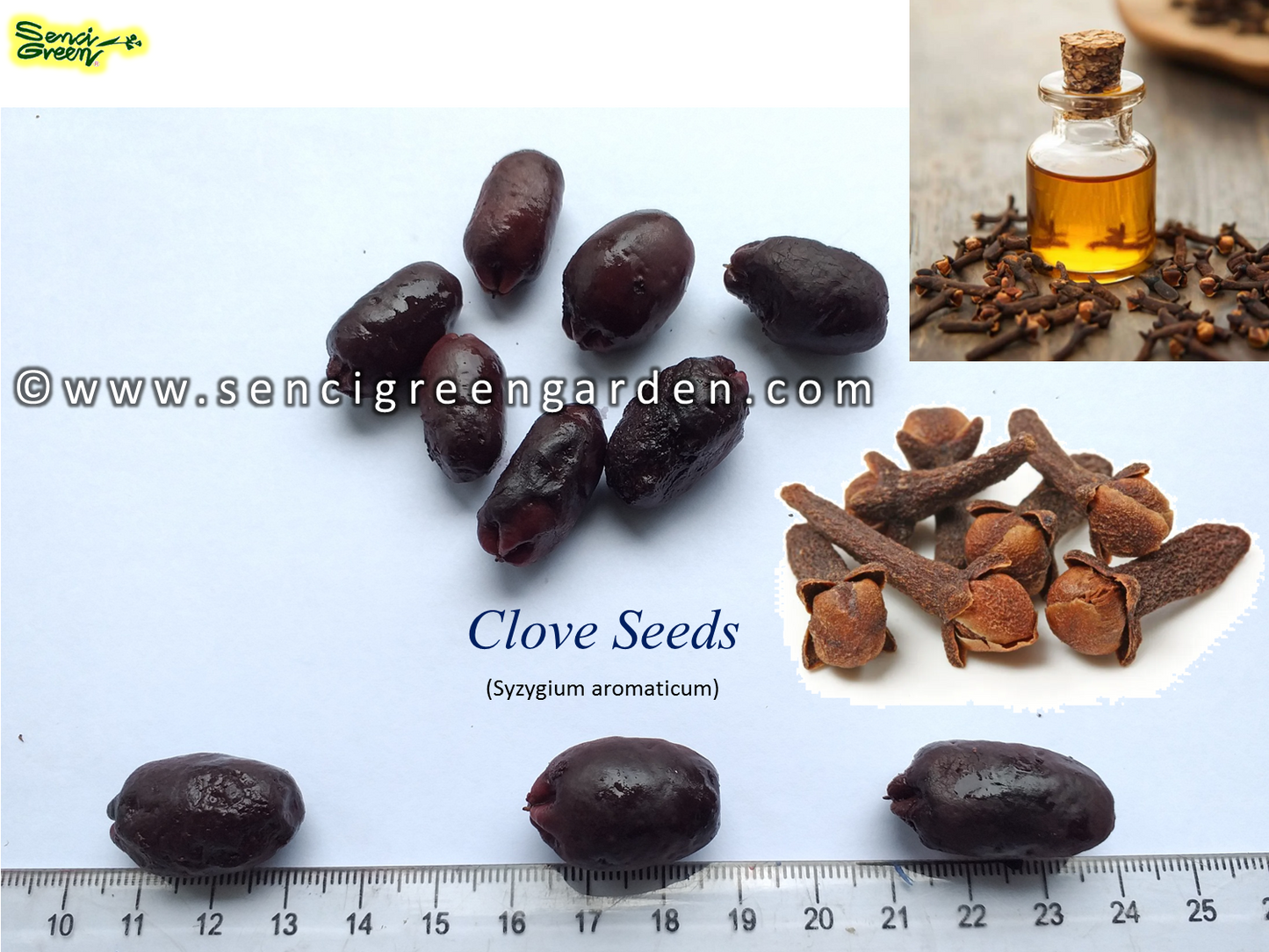 Clove Seeds (Syzygium aromaticum)