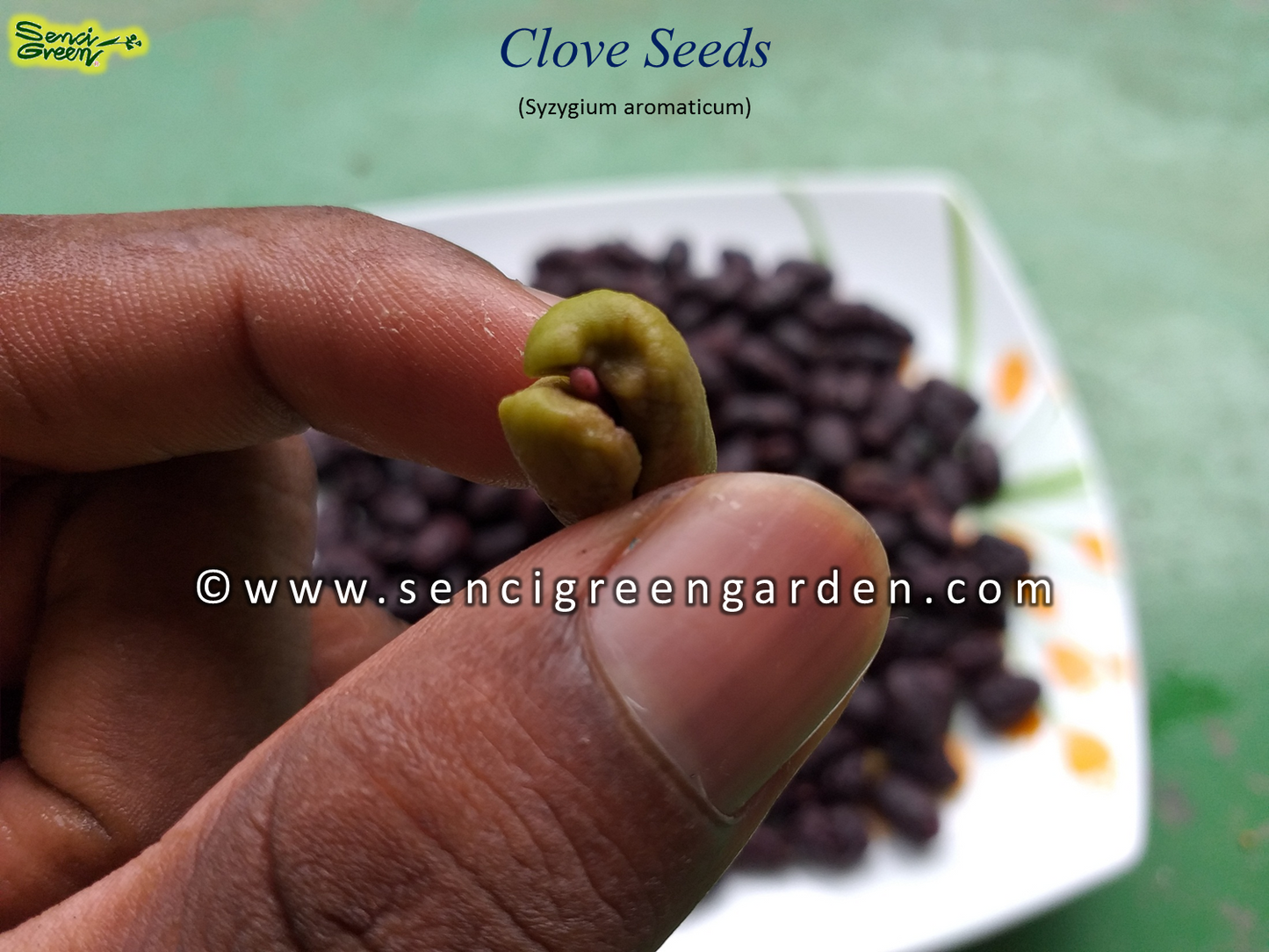 Clove Seeds (Syzygium aromaticum)