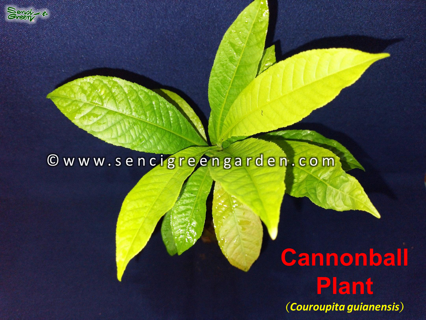 Cannonball Plant (Couroupita guianensis) flowering plant