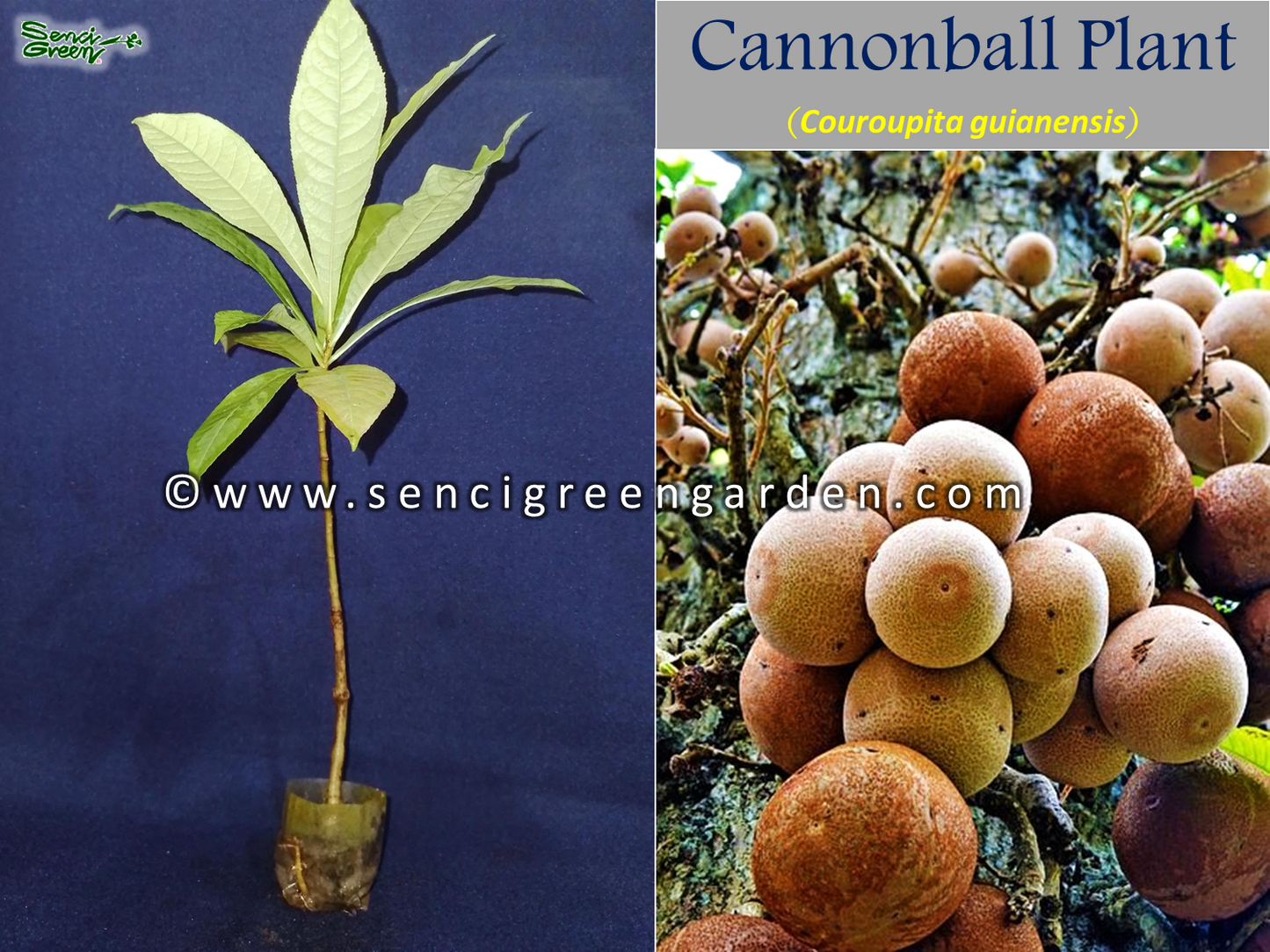 Cannonball Plant (Couroupita guianensis) flowering plant