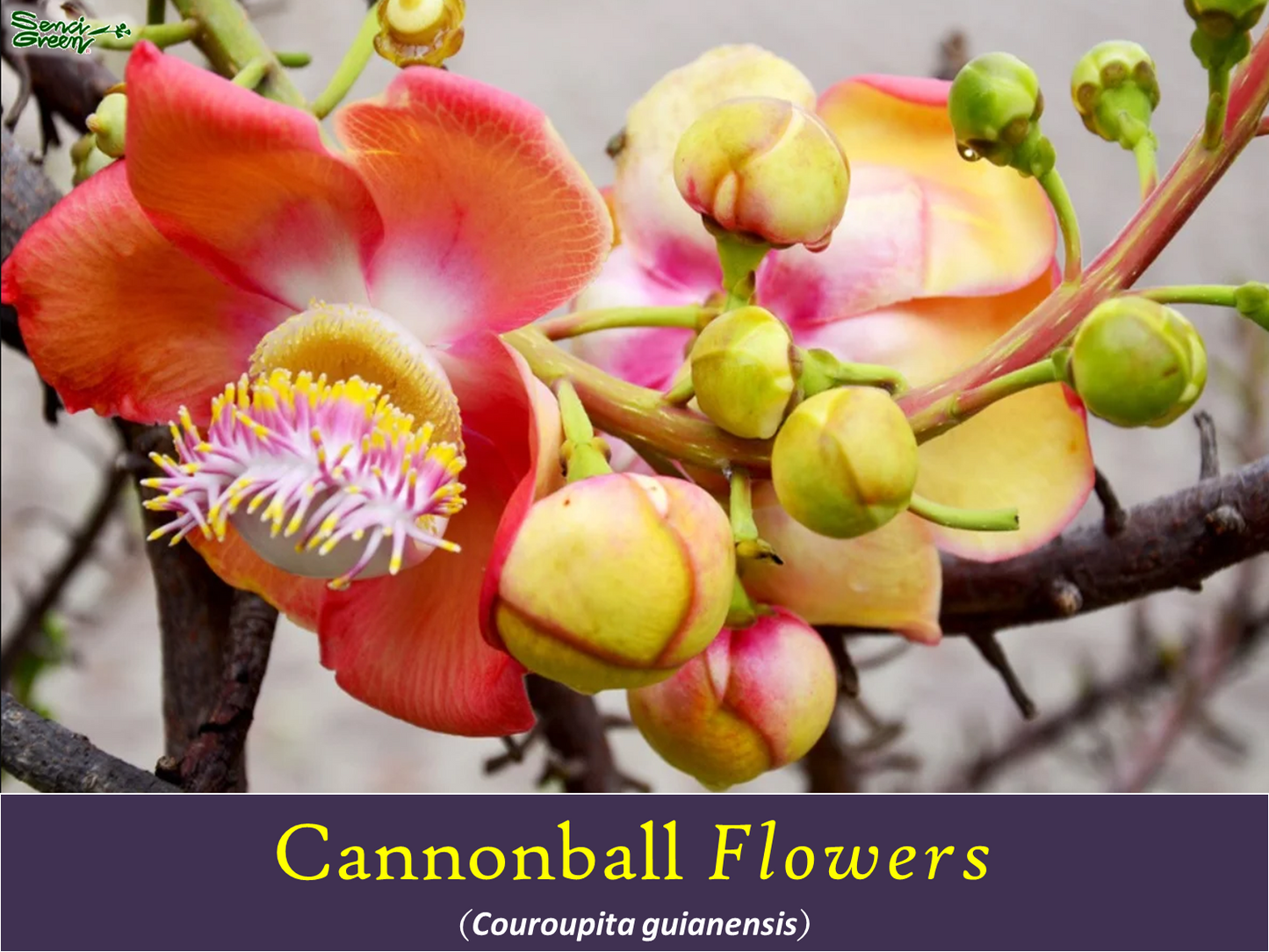 Cannonball Plant (Couroupita guianensis) flowering plant