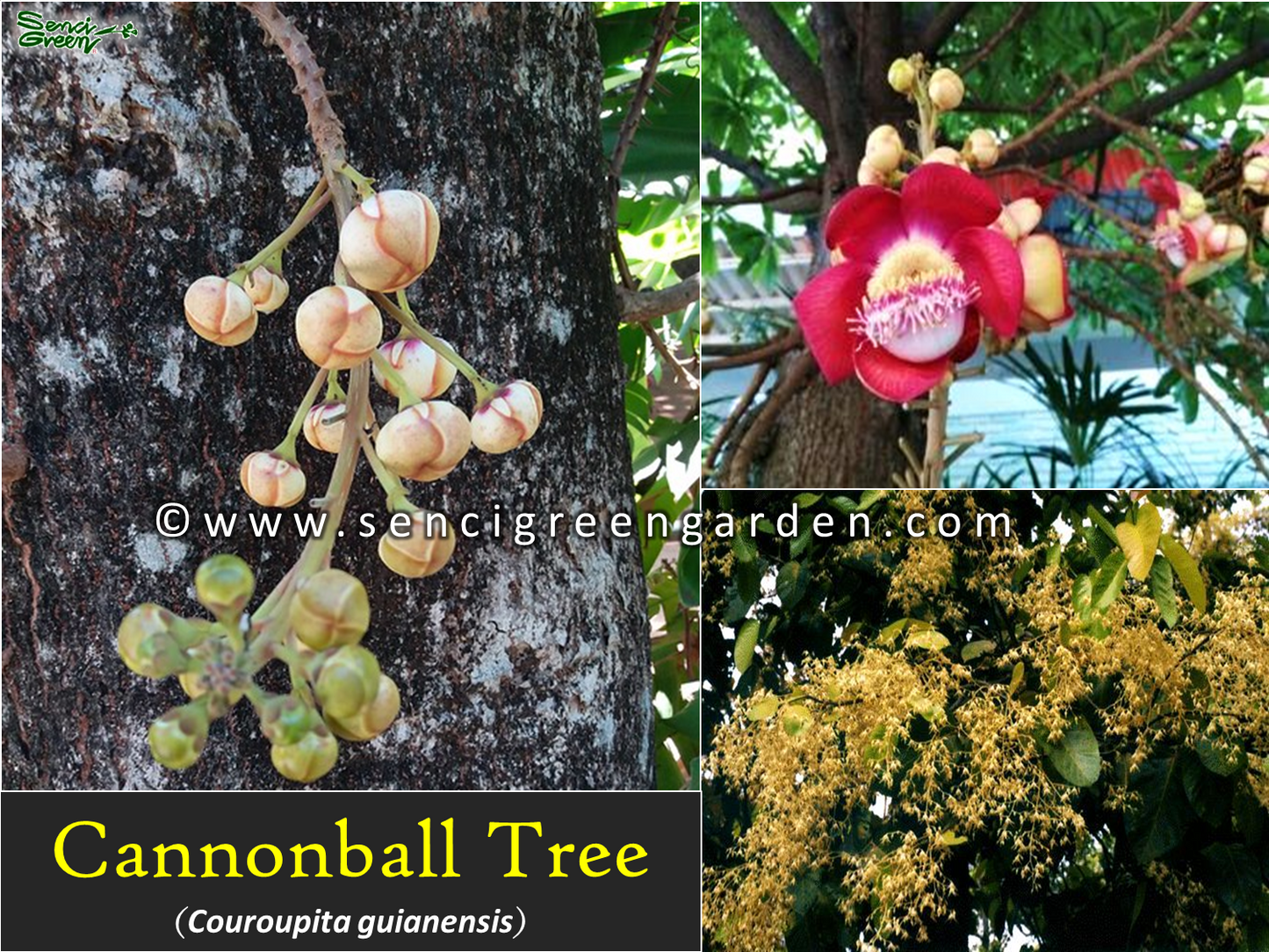 Cannonball Plant (Couroupita guianensis) flowering plant
