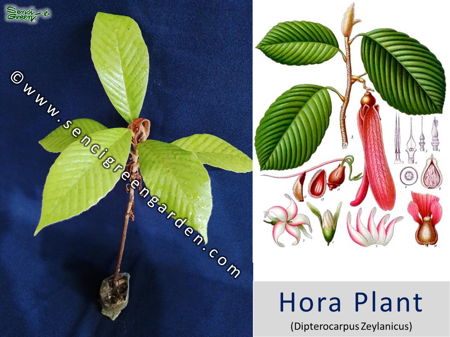 Hora Live Plant (Dipterocarpus Zeylanicus) x1 plant